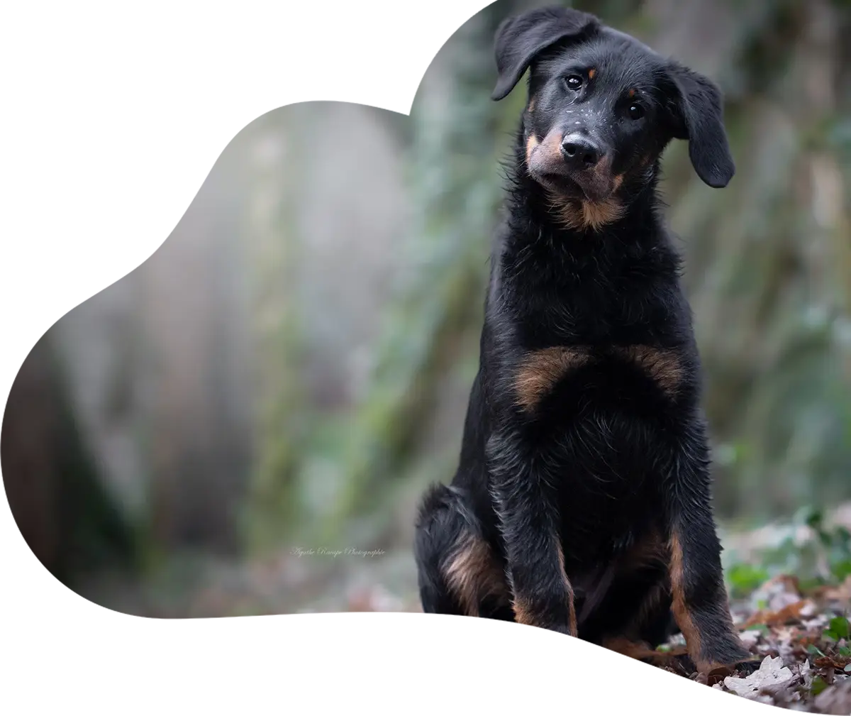 chiot